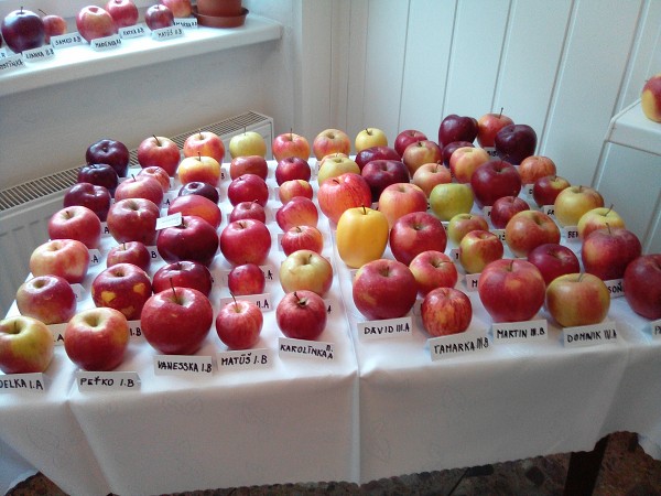 Výstava jabĺk